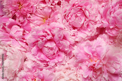 Beautiful aromatic peony flowers as background  closeup