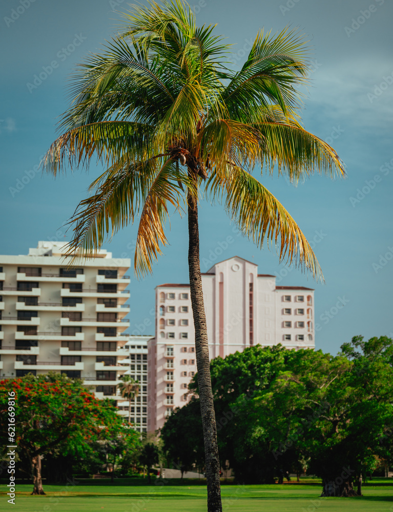 palm trees in the city coral gables miami tropical 