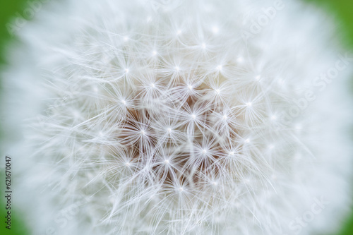 dandelion