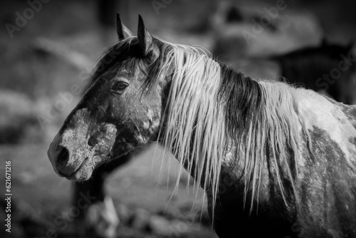 Washoe Valley Nevada Wild Horse Black and White Portrait photo