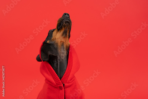 Portrait of a dachshund dog in a bright red hoodie howls at the moon with his muzzle up, funny peeping with his eye. The image of a narcissist, an egoist star with inflated self-esteem posing on stage photo