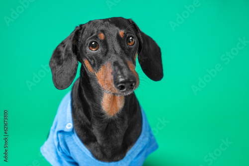 Portrait of sad elderly dog in clothes on chromakey looks devotedly pathetic. Bad mood weakness, sadness, spleen in pet . Overexposure dachshund is sad for owner. Abandoned dog depression, emotions