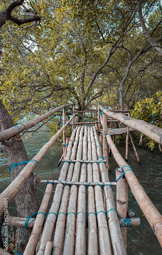 Mangrove bridge