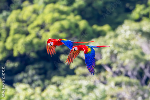 Scarlet Macaws in Flight Manuel Antonio Costa Rica