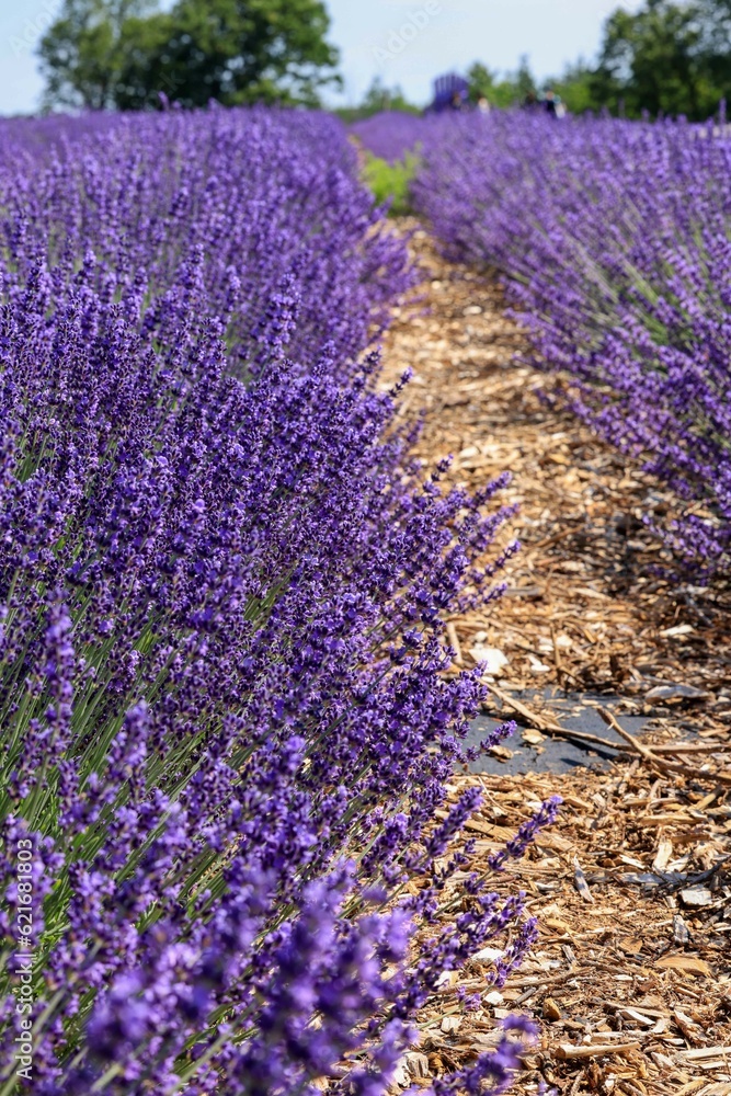 Obraz premium lavender field region