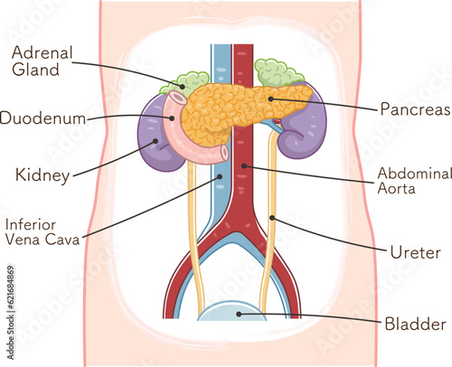 pancreas・duodenum・kidney・Ureter・adrenal gland・bladder・illustration
