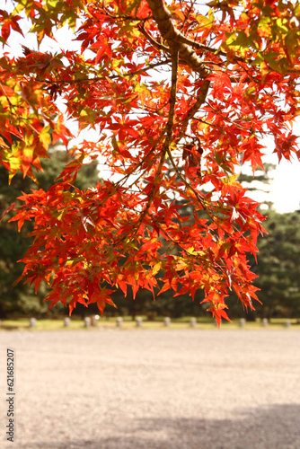 autumn leaves