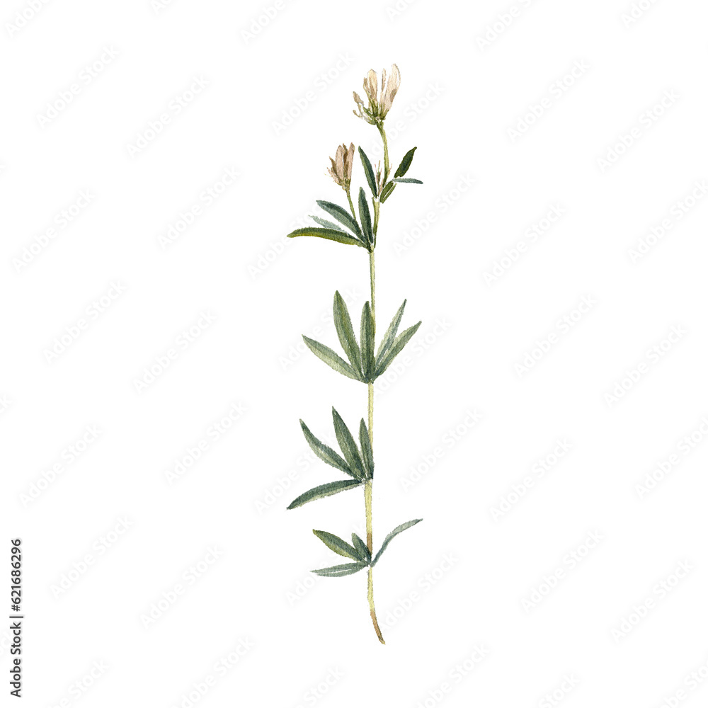 watercolor drawing plant of white clover with leaves and flowers isolated at white background, natural element, hand drawn botanical illustration