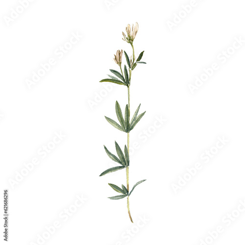 watercolor drawing plant of white clover with leaves and flowers isolated at white background, natural element, hand drawn botanical illustration