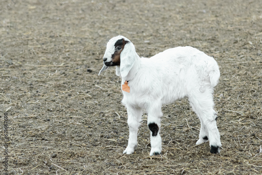 Adorable Innocence: Anglo-Nubian Kid Goat Exuding Cuteness and Playfulness.. Adorable Innocence: Anglo-Nubian Kid Goat Exuding Cuteness and Playfulness..