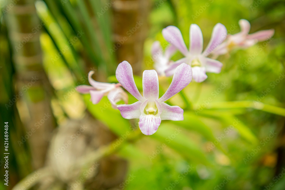 Beautiful purple dendrobium orchid flower in the garden Beautiful purple dendrobium orchid flower in the garden