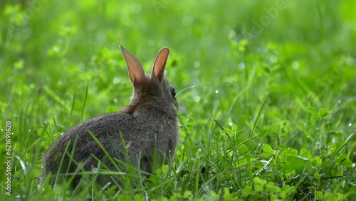 A young cottontail rabbit searching for choice grass stems in the dewy grass on a summer morning. photo