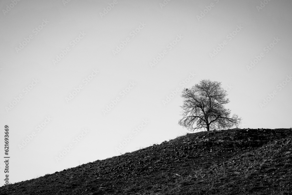 A lone bird in a tree silhouetted on a hill at twilight. A lone bird in a tree silhouetted on a hill at twilight.