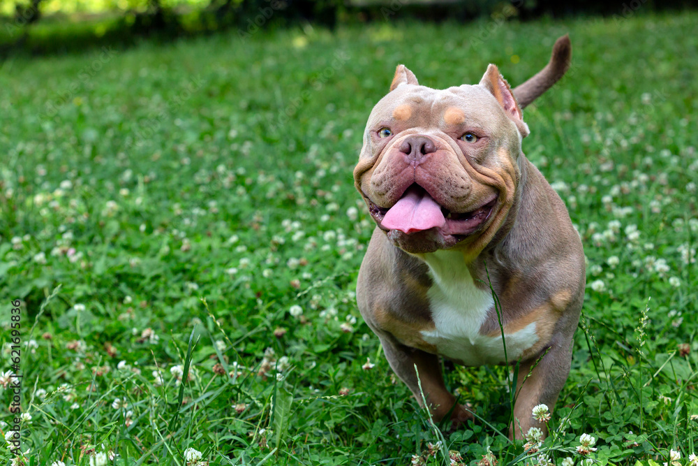 An American Bully dog plays in a green meadow..
