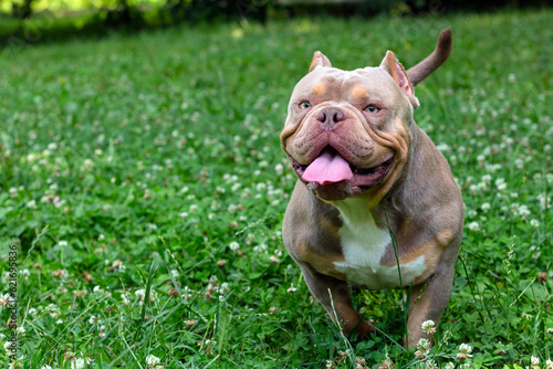 An American Bully dog plays in a green meadow.. 