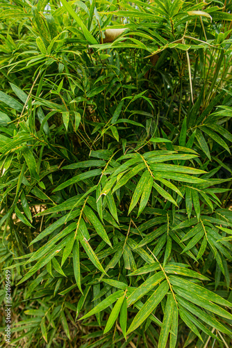 Green leaves of bamboo in the garden. Nature background.