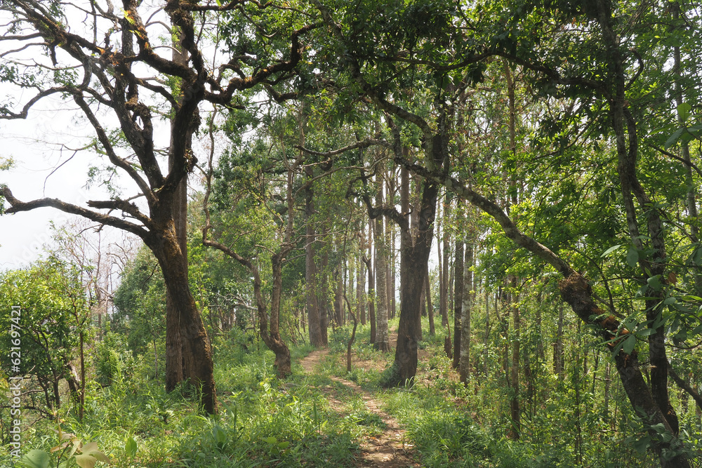 jungle in Doi inthanon national park Chiang mai Thailand jungle in Doi inthanon national park Chiang mai Thailand