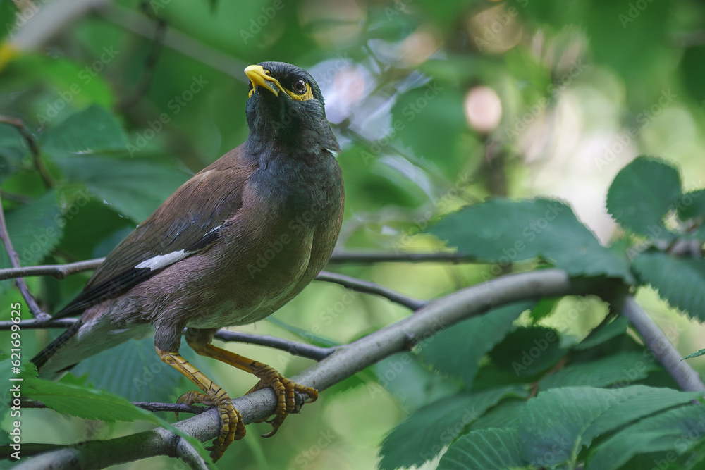 Locust starling (myna) came to be photographed