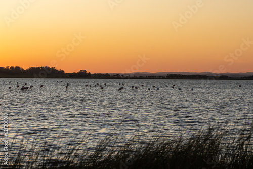 Flamingos in the protected area of La Laguna de Rocha in La Paloma, Uruguay. photo