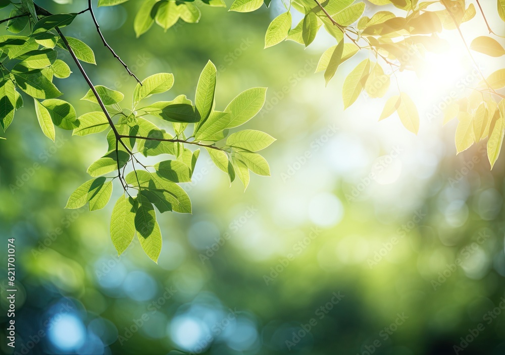 green leaves background in sunny day with bokeh and sun ray green leaves background in sunny day with bokeh and sun ray