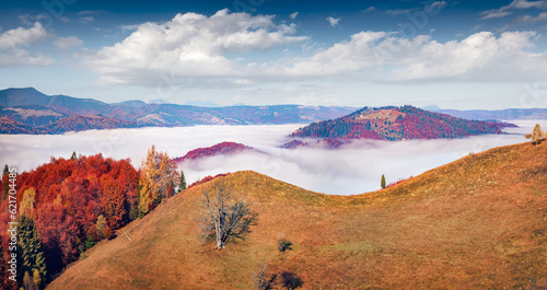 Dried lonely tryy on the mountain hill. Foggy autumn scene of Carpathian mountains, Sokilsky ridge, Ukraine, Europe. Beauty of nature concept background. photo