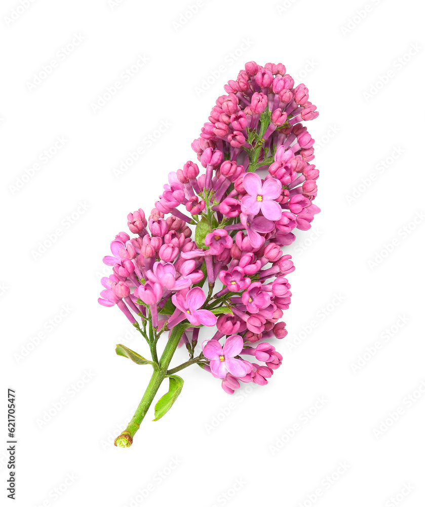 Fototapeta premium Lilac flowers on white background