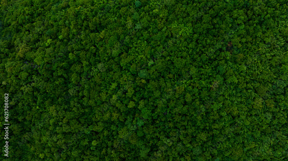 aerial view of dark green forest Abundant natural ecosystems of rainforest. Concept of nature forest preservation and reforestation. aerial view of dark green forest Abundant natural ecosystems of rainforest. Concept of nature forest preservation and reforestation.