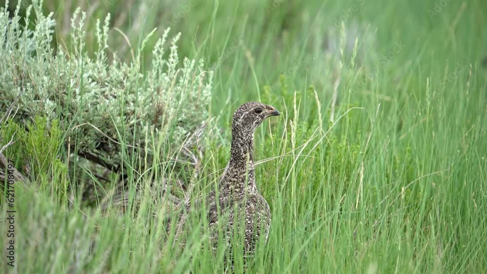 Sage-Grouse hen walking through grass in the Wyoming wilderness as wind blows in slow motion. Sage-Grouse hen walking through grass in the Wyoming wilderness as wind blows in slow motion.