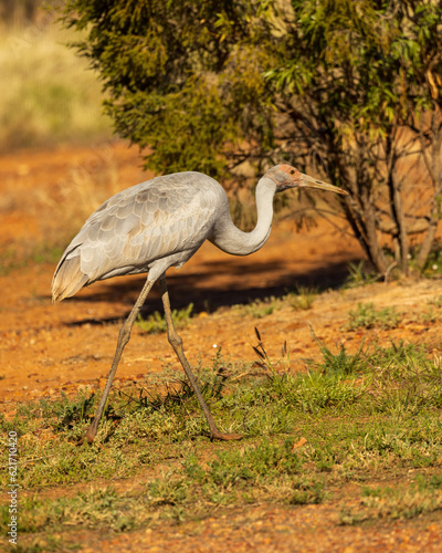 A tall pale gray crane with grayish legs and red bare skin on head that does not extend down the neck, known as the Brolga (Grus rubicunda) photo