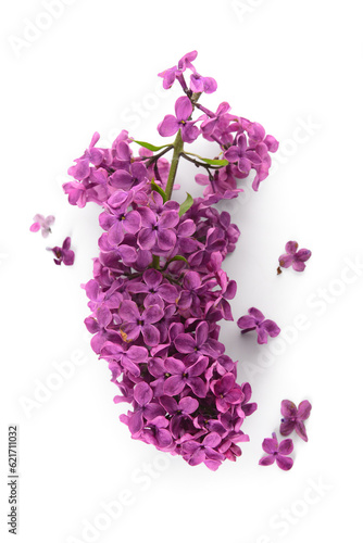 Branch of beautiful lilac flowers on white background