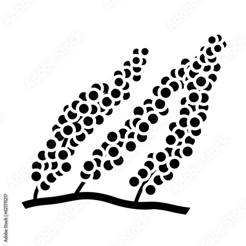 Sea grapes or green caviar algae caulerpa glyph vector image.