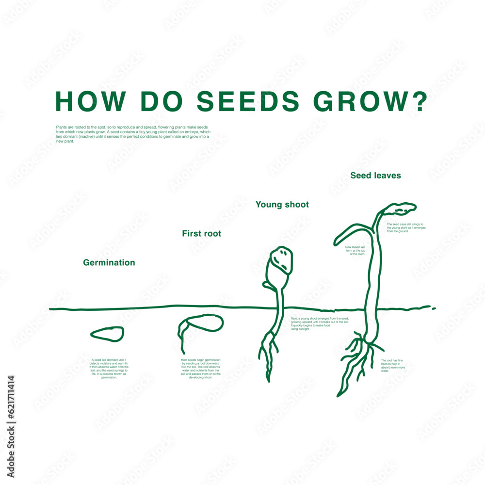 Seed grow process cute illustration, minimal hand drawn style diagram, Germination, First root, plant growing sprouts, seedlings Seed grow process cute illustration, minimal hand drawn style diagram, Germination, First root, plant growing sprouts, seedlings
