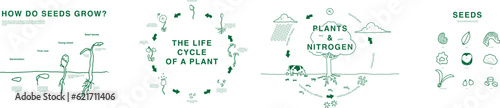plant cute illustration, minimal hand drawn style diagram, Seed grow process, Germination, Nitrogen cycle of a plant, seed shape graphic