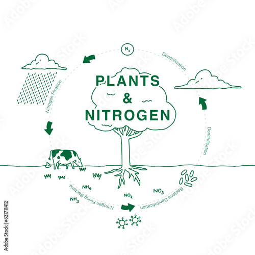 the life cycle of a plant and nitrogen cute illustration, minimal hand drawn style diagram, cow, raining