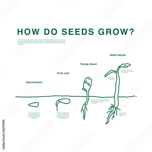 Seed grow process cute illustration, minimal hand drawn style diagram, Germination, First root, plant growing sprouts, seedlings