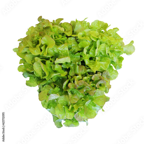 Green Oak Lettuce isolated on a white background