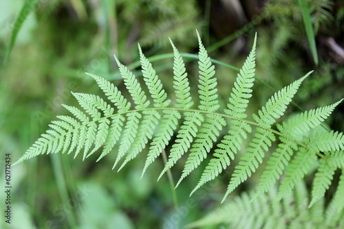 fern leaf in the forest