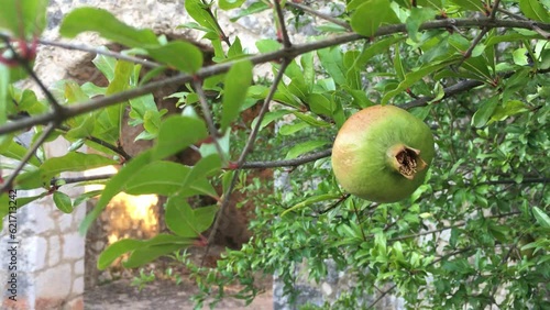Pomegranate Harvest: Juicy Gems on the Branch