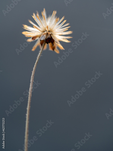 Close-up the dried seed of a Tridax Daisy flower when withering
