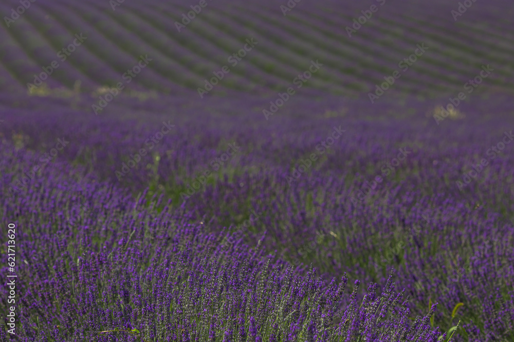 Naklejka premium lavender field region