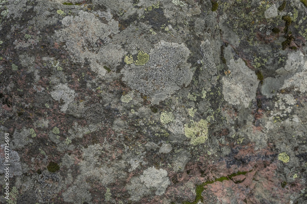 Obraz premium nature .gray stone overgrown with yellow lichen. High quality photo