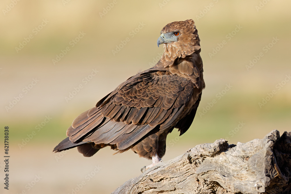 Fototapeta premium An immature bateleur eagle (Terathopius ecaudatus) perched on a tree stump, Kalahari desert, South Africa.
