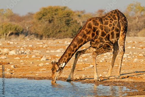 A giraffe (Giraffa camelopardalis) drinking water, Etosha National Park, Namibia.
