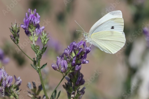 butterfly on flower