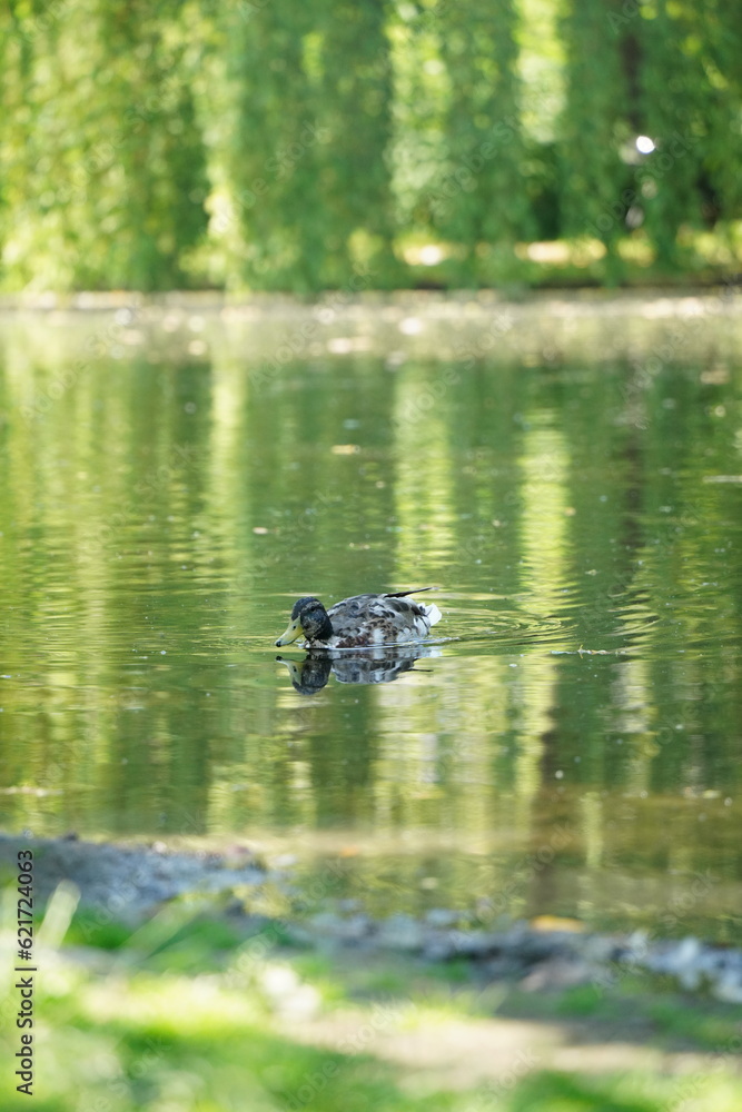 Fototapeta premium Nature's beauty
