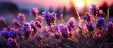 Sommerzauber: Eine blühende Lavendelwiese mit wilden Wildblumen