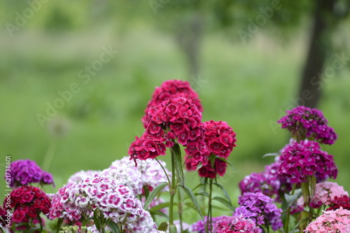 Closeu Dianthus barbatus known as sweet William with blurred backgroung in summer garden photo