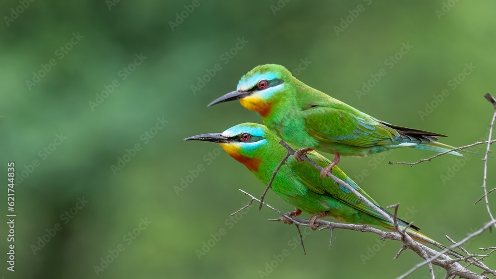 Obraz premium Blue-Cheeked Bee-Eater