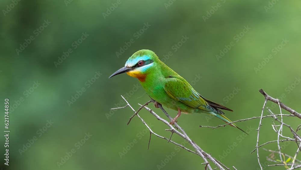 Obraz premium Blue-Cheeked Bee-Eater
