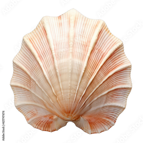 sea shell isolated on transparent background cutout